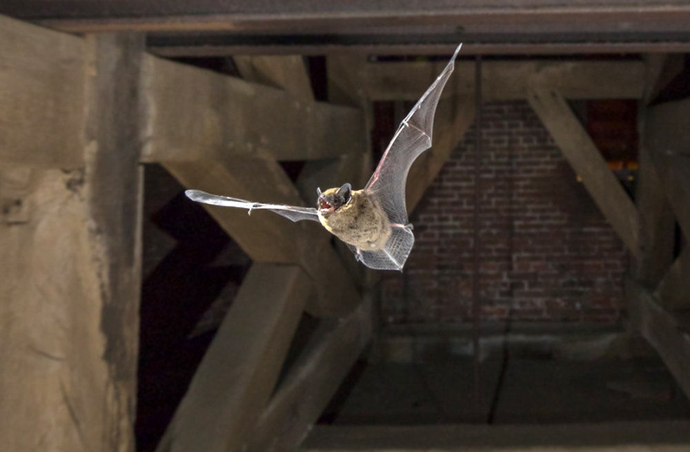 Image - Die Fledermäuse vom Kirchturm