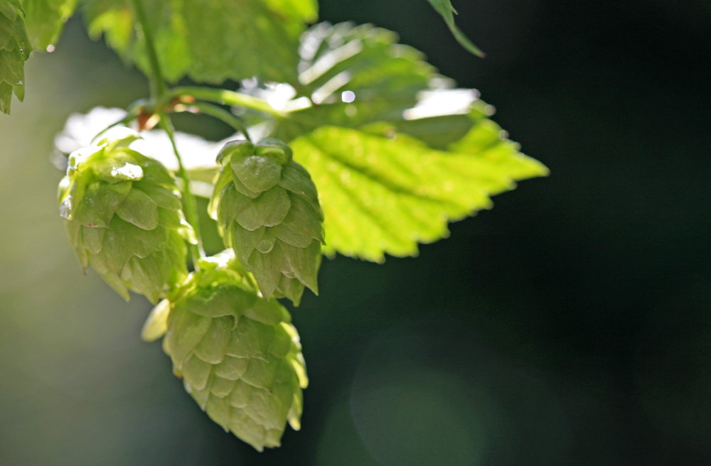 Für den "Garten am frischen Wasser" sucht die Kirche Helfer (Symbolbild)