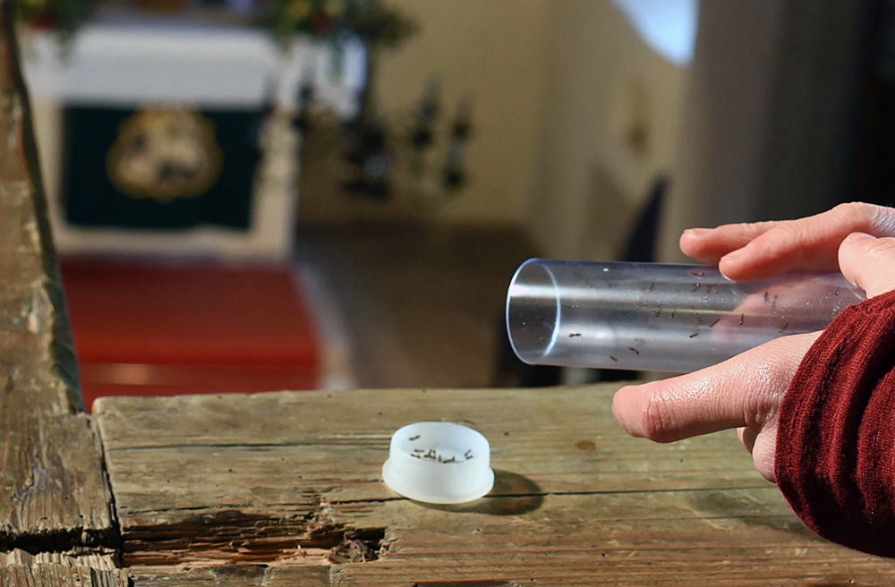 Schlupfwespen werden in der Kirche ausgesetzt, um Holzwürmern zu Leibe zu rücken