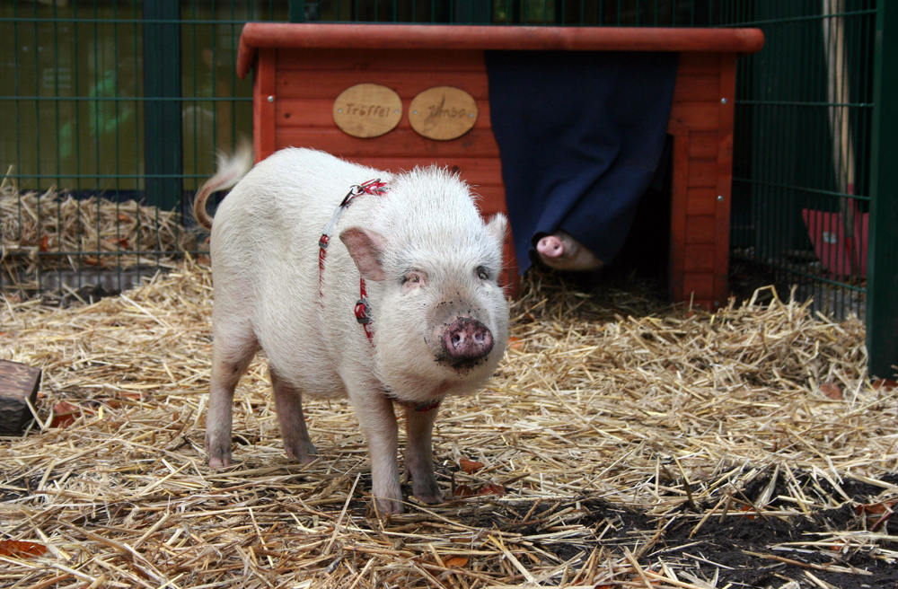 Timbo und Trüffel in ihrem Gehege
