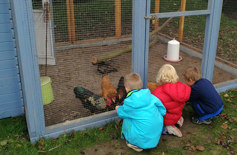 Die Kinder füttern die Hühner im Außengehege der Kita