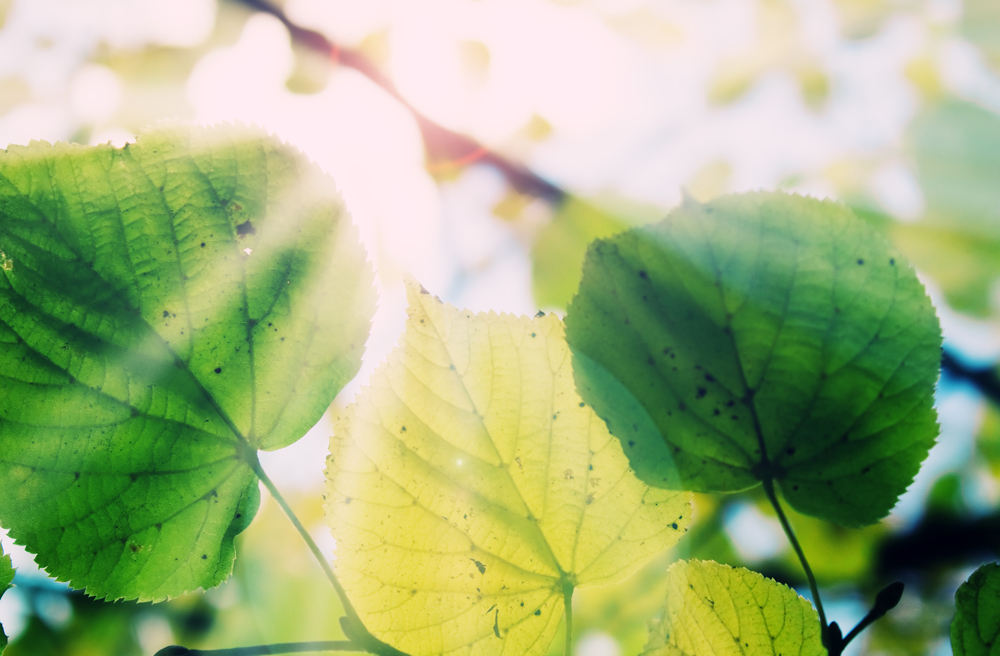 Mehr Einsatz fürs Klima verspricht die Kirche