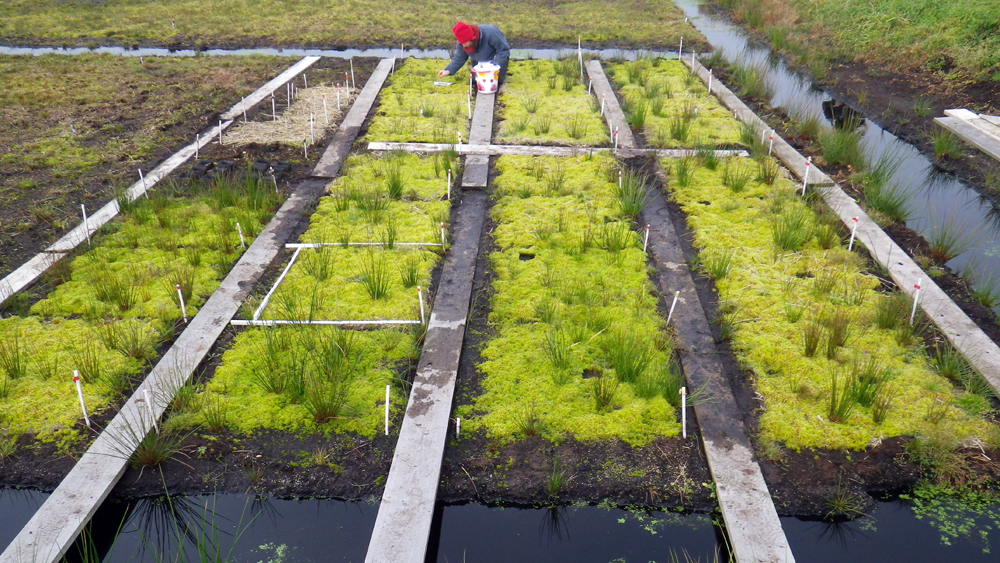 Image - Mehr Moos für gutes Klima