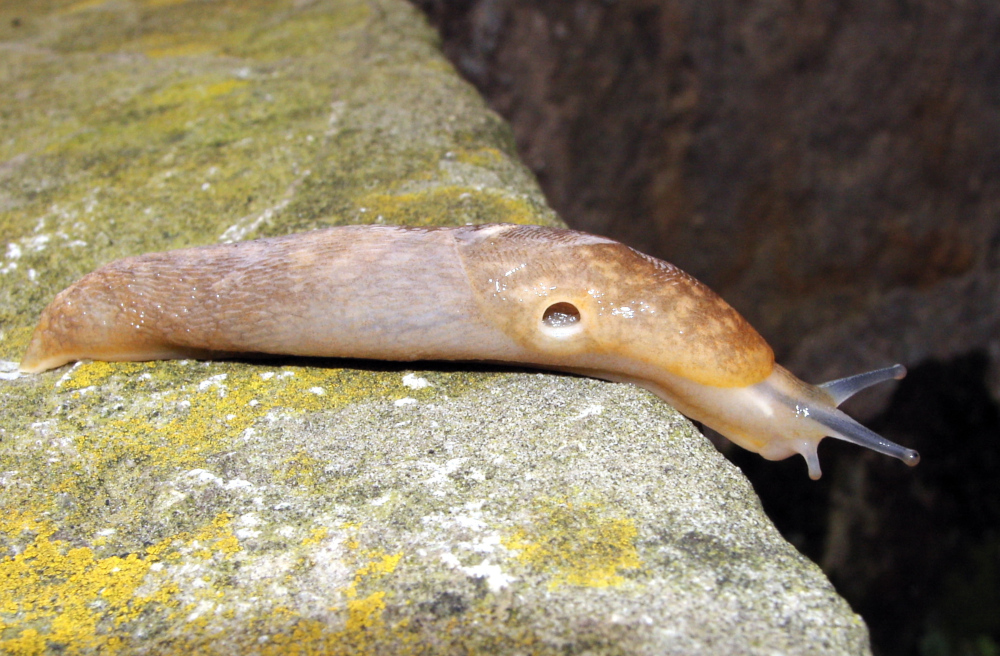 Die Bierschnegel-Nacktschnecke entdeckten Naturfreunde auf einer Mauer am Oldenburger Friedhof.