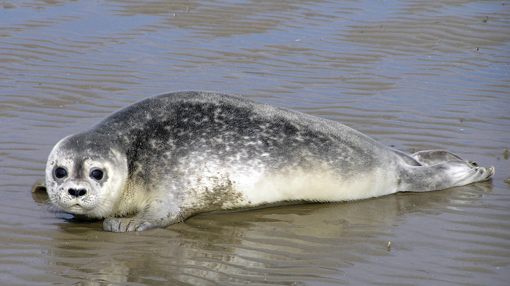 Eine Robbe auf einer Sandbank in der Nordsee