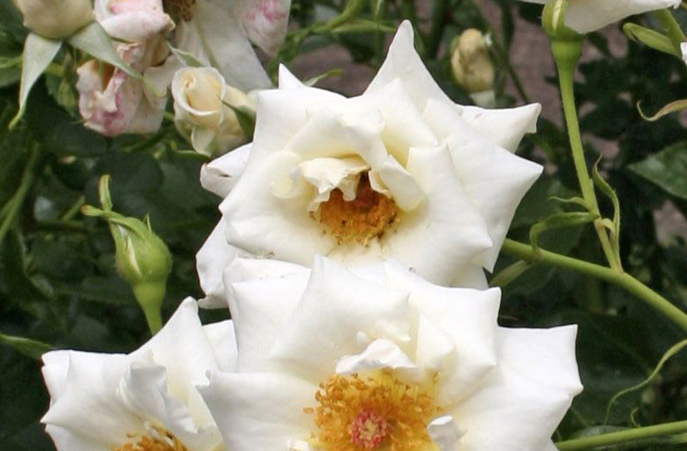 Image - Ausverkauft! Darum ist die Rose „Dr. Martin Luther“ so gefragt