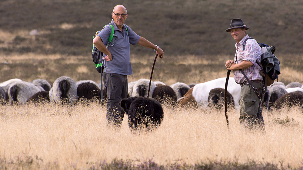 Image - Ein Hirte macht Praktikum bei den Schäfern