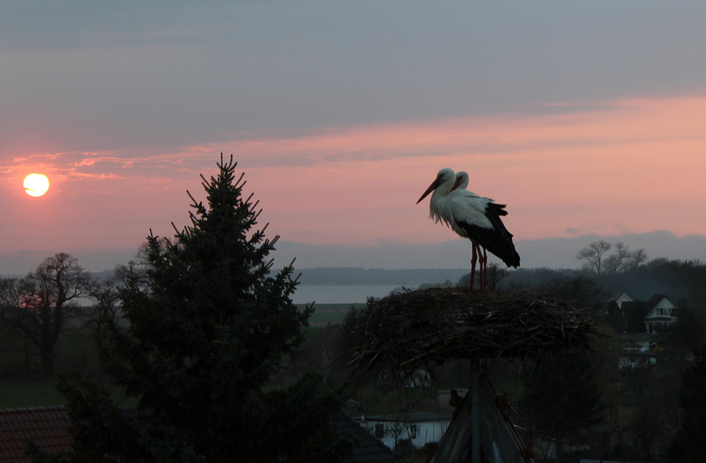 Weißstörche beobachten den Sonnenuntergang von ihrem Nest aus