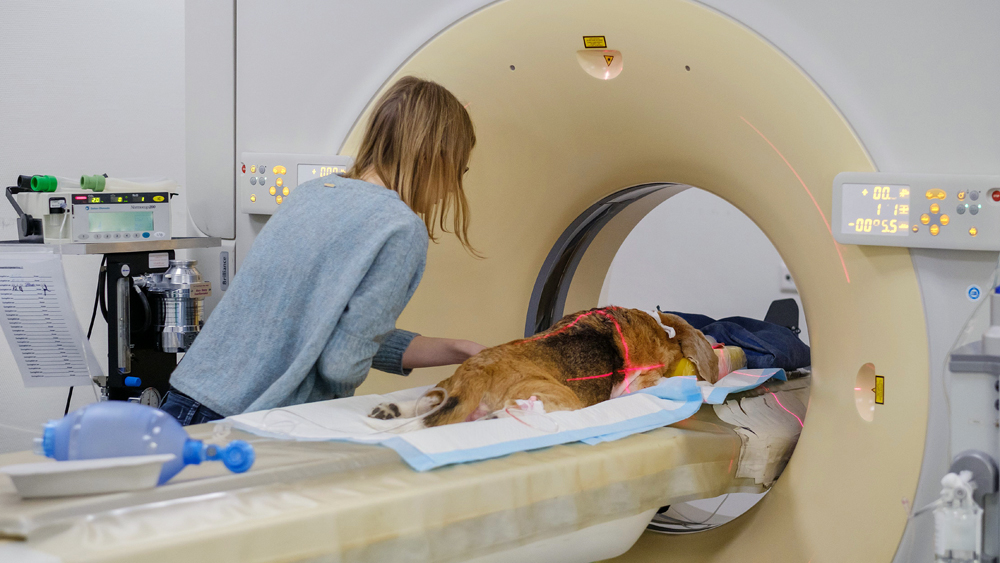 Eine Hund wird auf eine Computertomographie vorbereitet