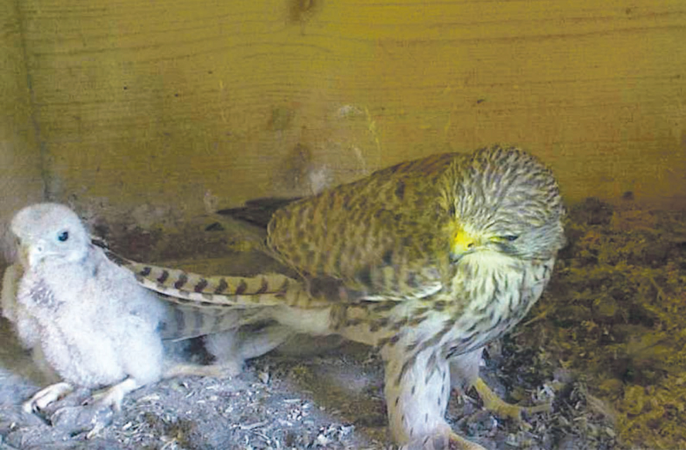 Lupiene mit ihrem Großen – das zweite Küken musste in die Obhut von Tierärzten gegeben werden und hat es nicht geschafft.