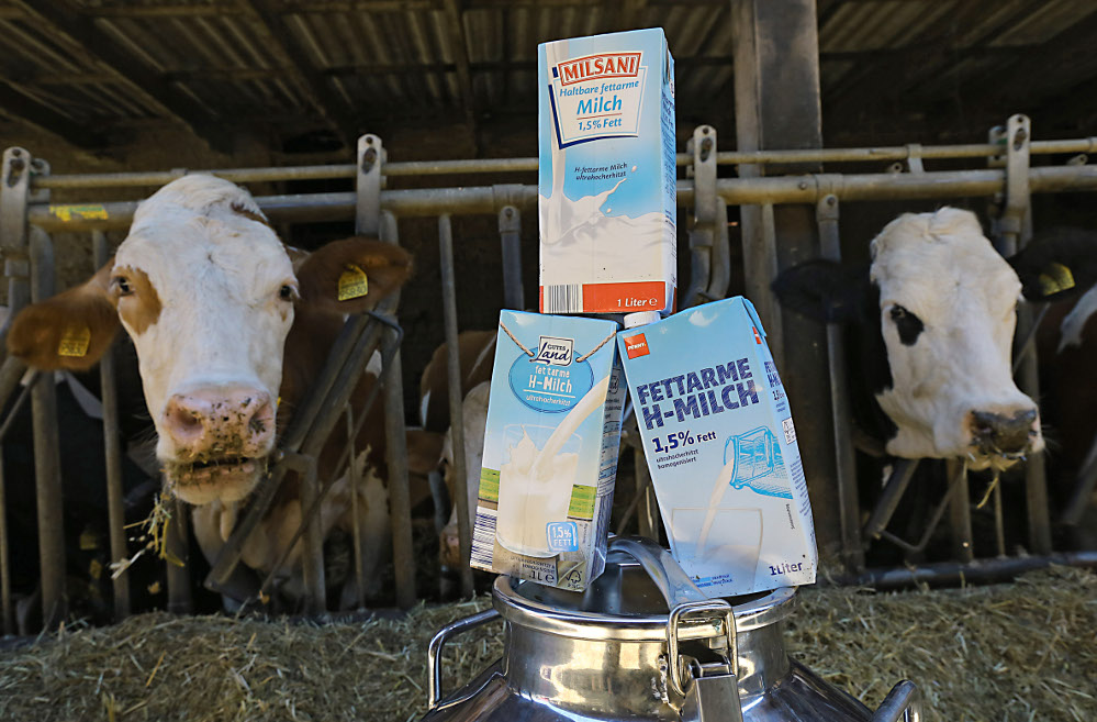 Durch zu geringe Milchpreise geraten Landwirte in Existenznot