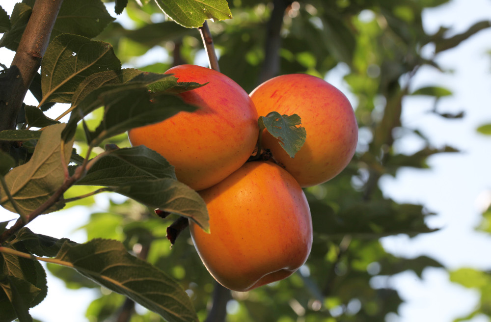 Image - Pfarrgarten Ranzin sucht Baumpaten