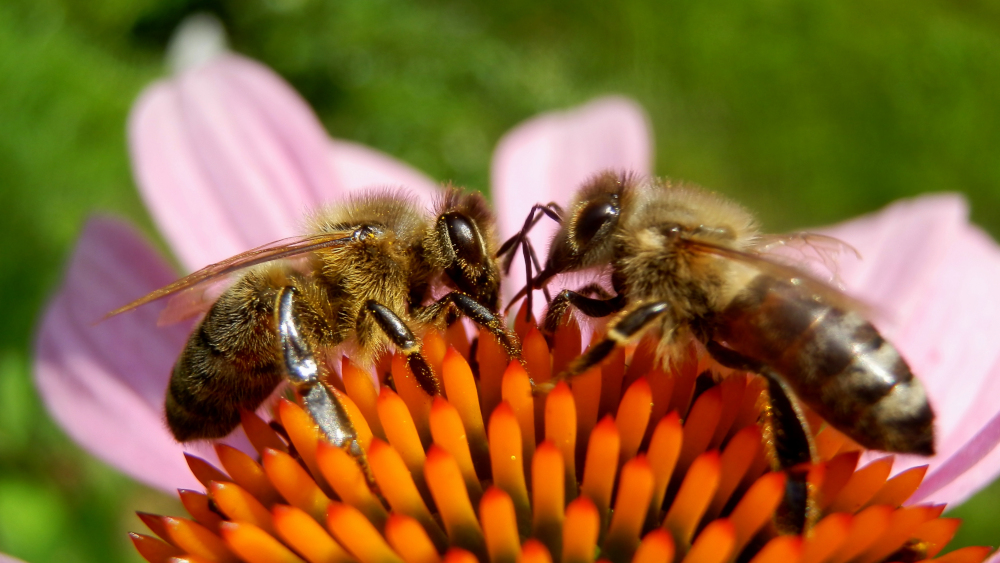 Image - Hier leben zufriedene Bienen
