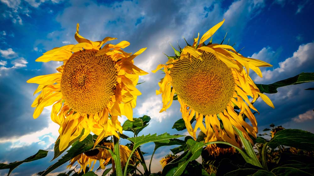 Image - Stralsund pflanzt Sonnenblumen gegen Corona-Blues