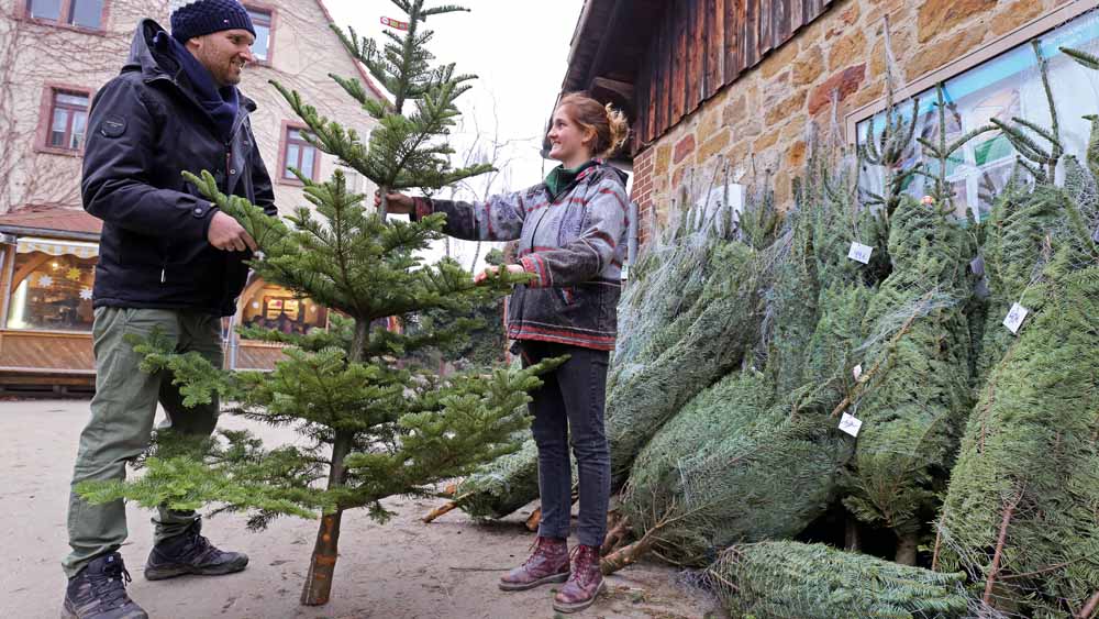 Dieses Jahr ist der Baum grün und umweltfreundlich, hier an einem Stand für Bio-Weihnachtsbäume