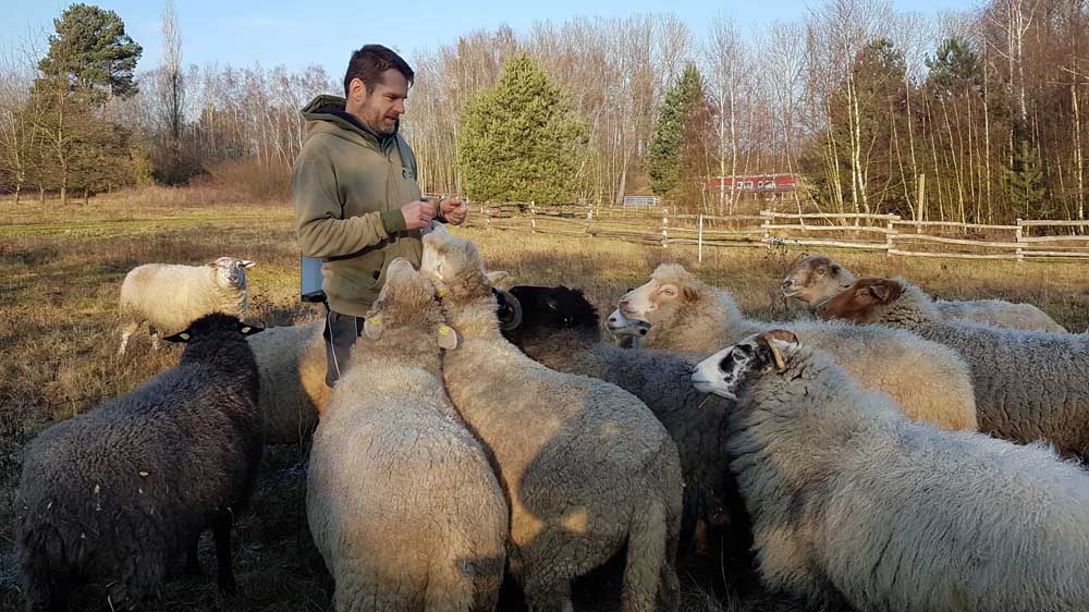 Jürgen Foß, Gründer des “Land der Tiere”, besucht die Schafe und Ziegen auf den Freiflächen seines Gnadenhofs. Er kennt sie alle mit Namen.