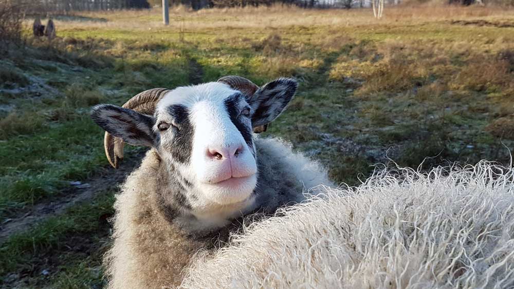 Jule, das Weihnachtsschaf, im "Land der Tiere"
