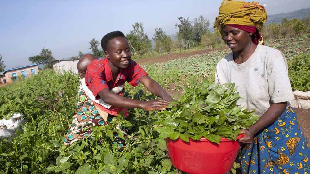 Ernte auf einem Feld in Burundi