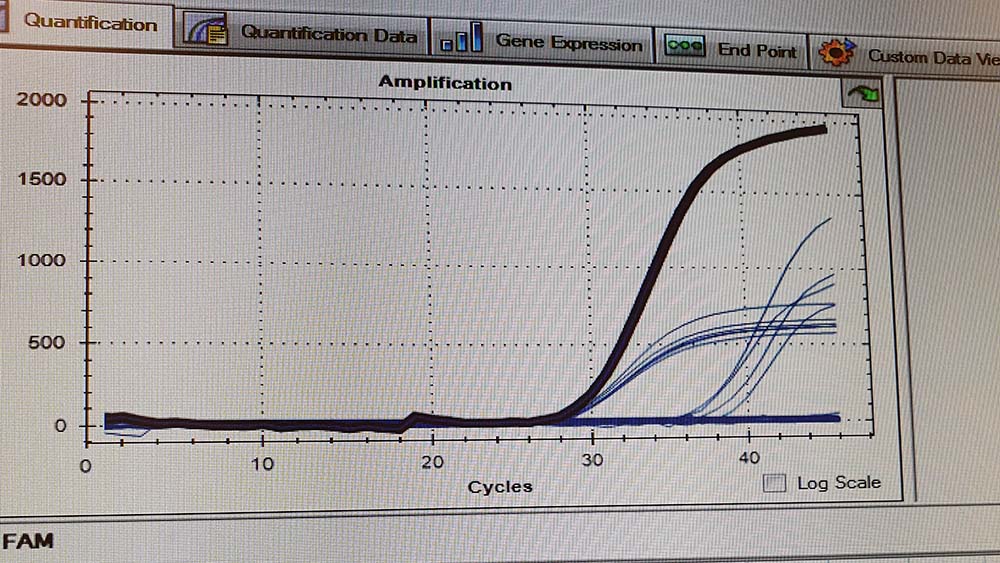 Auswertung eines Coronatests
am Computer Foto: Privat