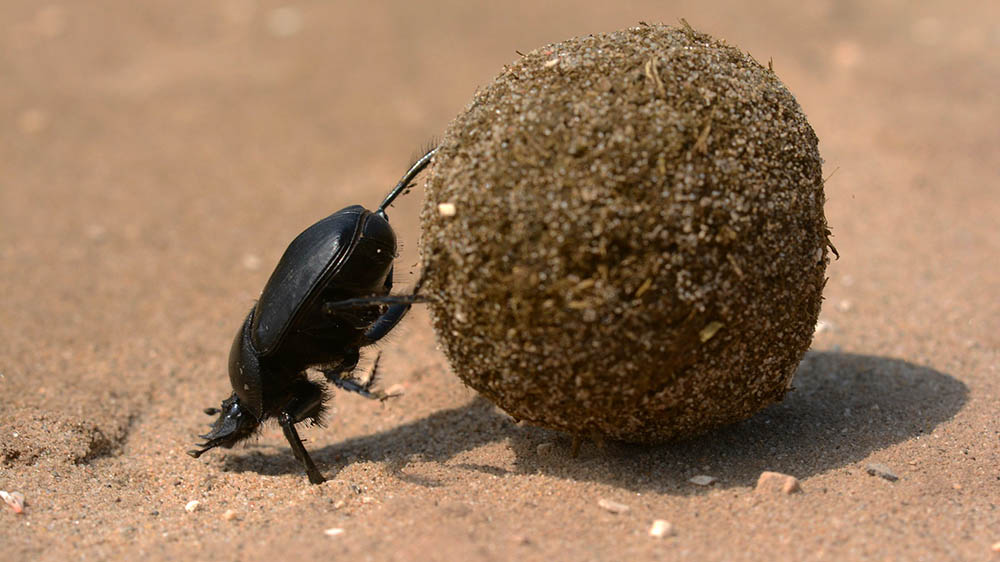 Auch dieser Käfer schafft es – vorerst – nicht über das Hindernis