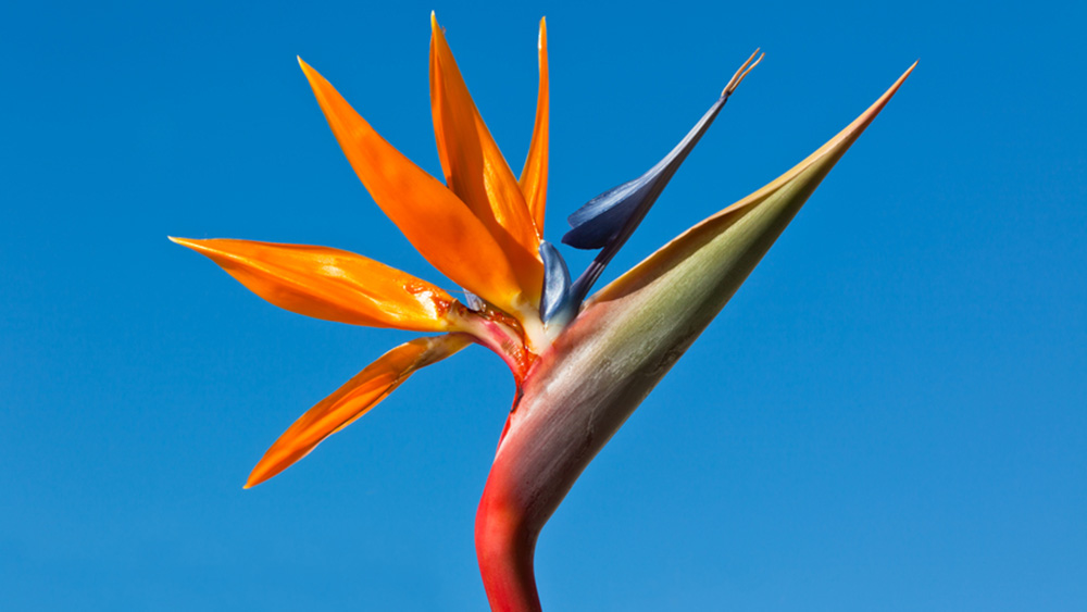 Flower Bird of Paradise – Royal Strelitzia on bright blue sky background