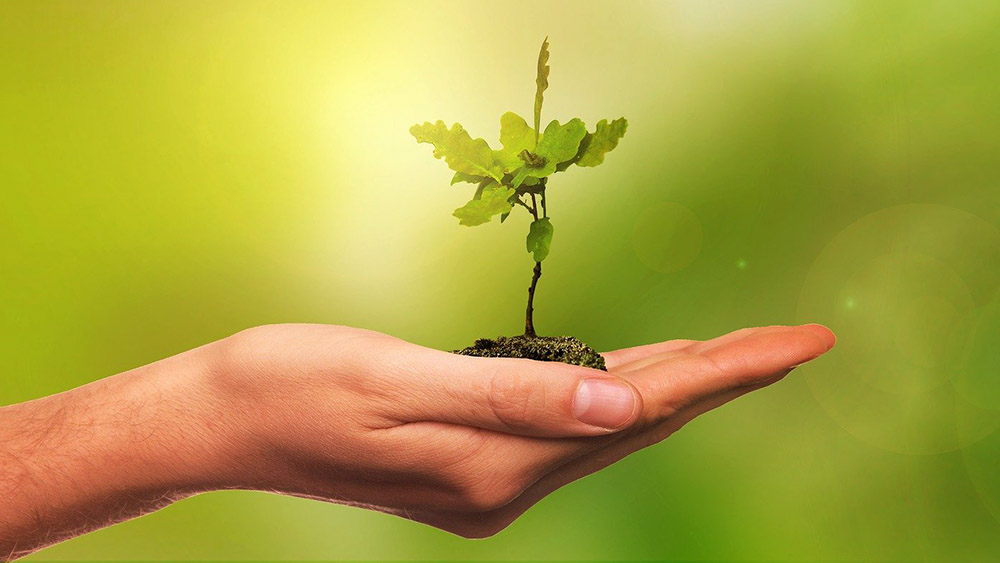 Image - Mecklenburger Pfadfinder pflanzen 4.000 Bäume