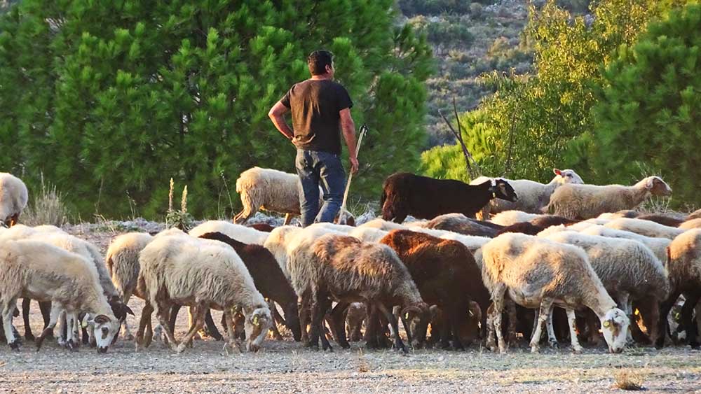 Ein Schäfer bei der abendlichen Heimkehr mit seinen Tieren Foto: Ursula Wiegand