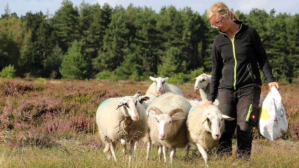 Schäferin Janine Jochimsen mit ihren Schützlingen