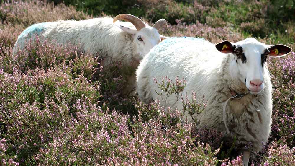 Diese Schafe fühlen sich auf Amrum tierisch wohl