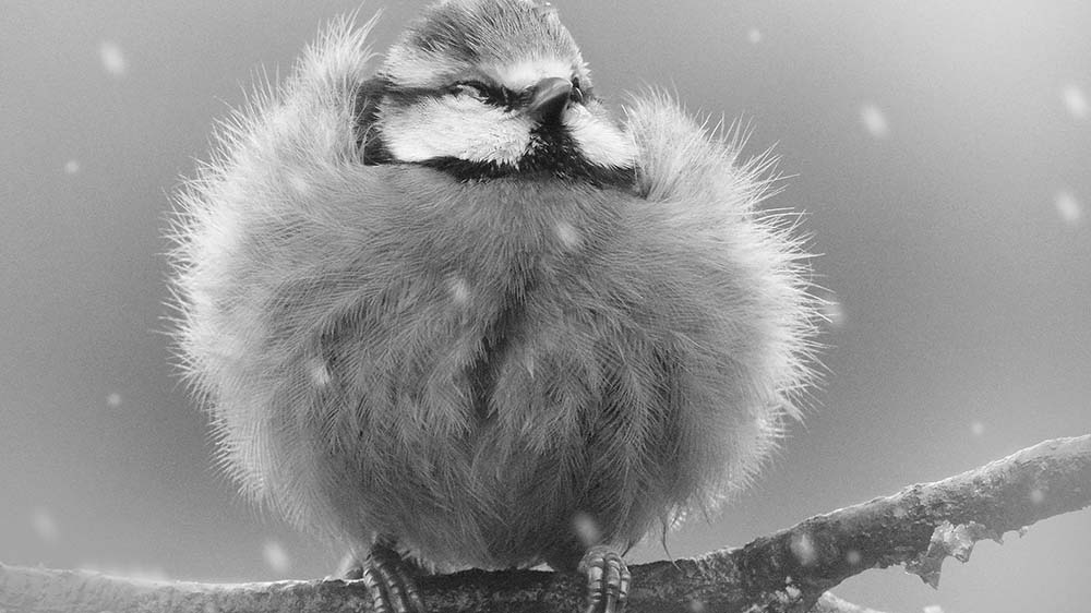 „Blue Tit“ hat der Fotograf Alan Price schlicht sein Foto der aufgeplusterten Blaumeise genannt