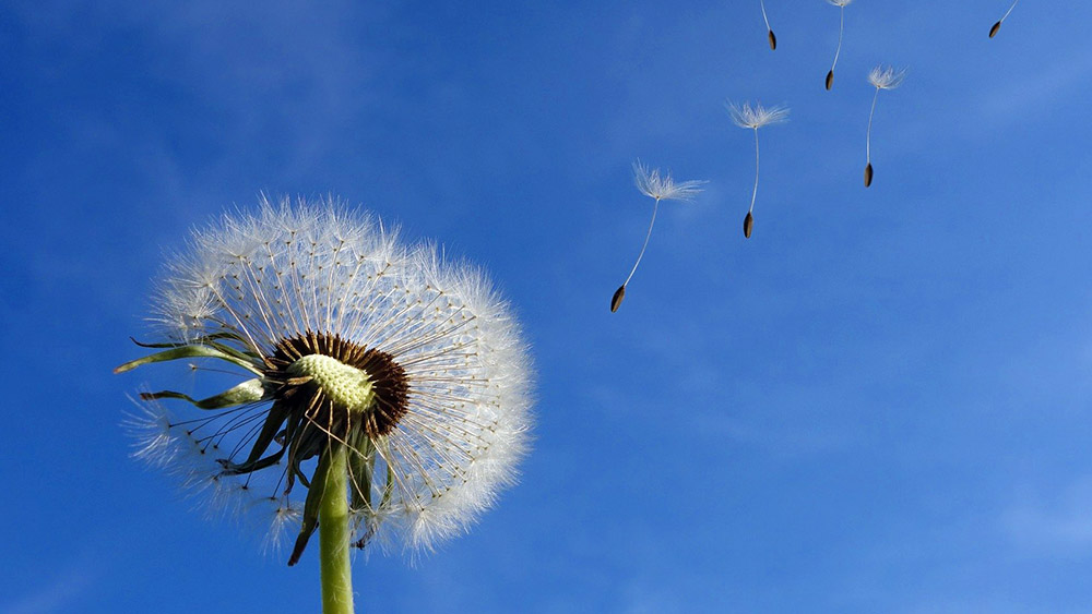 Image - Das Ringen um ein neues Sterbehilfe-Gesetz