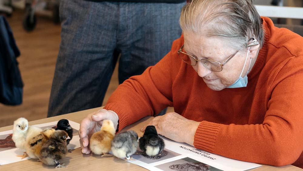 Image - Piep, piep! “Küken-Alarm” bei den Senioren der Diakonie