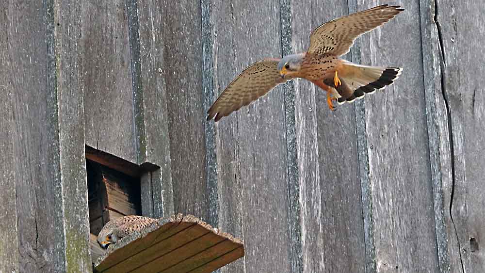 Ein Turmfalkenpaar hat den Nistkasten unter der Kirchturmuhr in Beschlag genommen