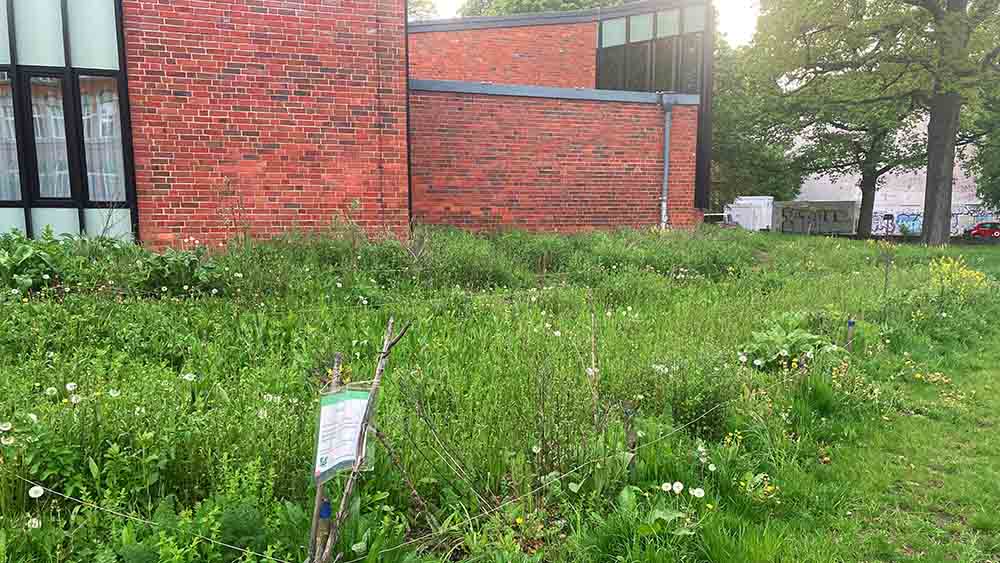 Vor der Christuskirche in Hamburg-Eimsbüttel blühen im Sommer Blumen
