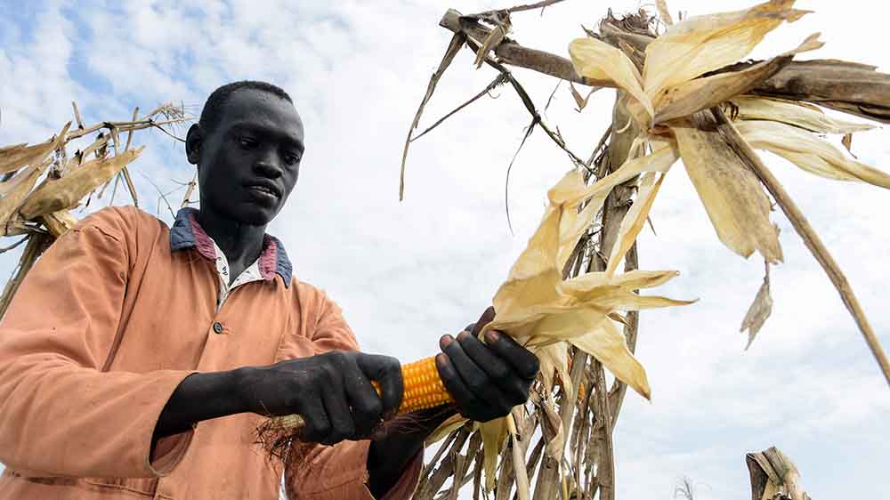 In Äthiopien erntet Bauer Okello Kwot seinen Mais