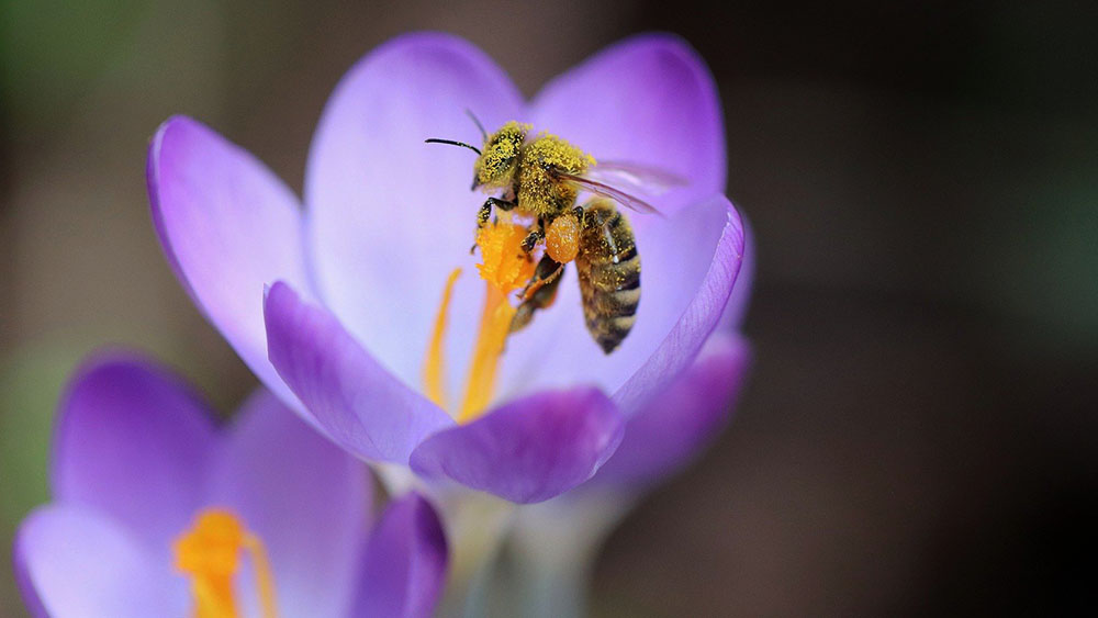 Volltreffer! Eine Biene landet auf einer Blume