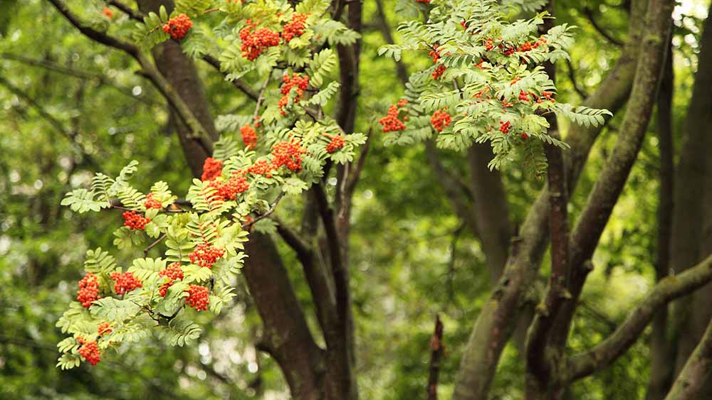 Auf viele Ebereschen dürfen die Schenefelder sich freuen