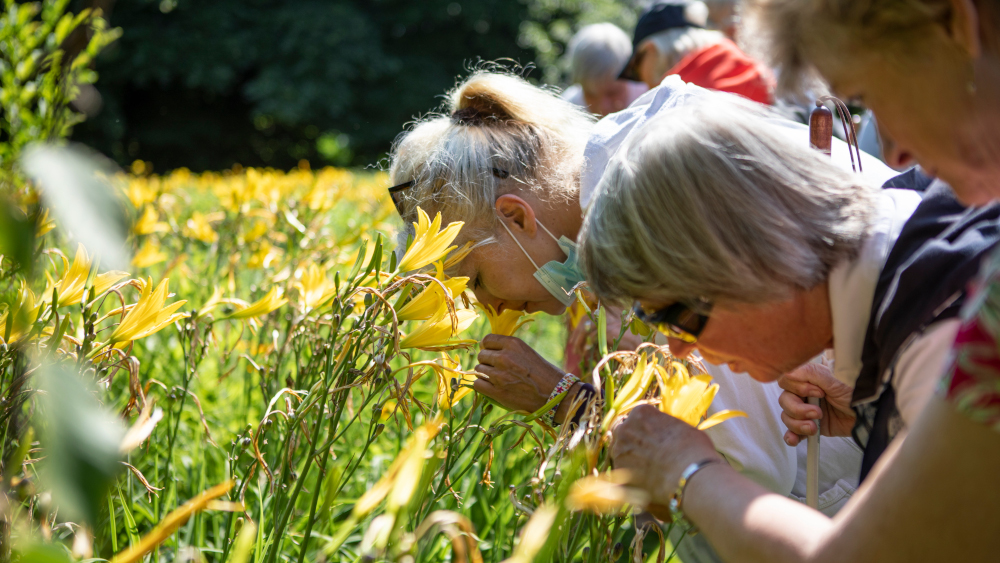 Blindenfuehrung durch den Garten “Planten und Bloomen” in Hamburg (Foto vom 24.07.2021). Von Mai bis September bietet Therapie-Gaertner Roland Strauss einmal im Monat ehrenamtlich Fuehrungen fuer Blinde und Sehbehinderte im Botanischen Garten Klein Flottbek an. Bei diesen Fuehrungen geht es vor allem ums Riechen. Strauss waehlt Beete aus, die dicht am Weg stehen und fuer die Teilnehmer gut erreichbar sind. (Siehe epd-Feature vom 05.08.2021)