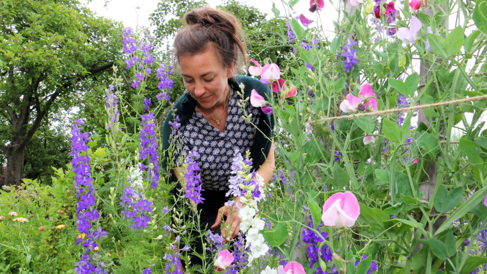 Katharina Funk schneidet Rittersporn in ihrem Garten in Bremen (Foto vom 09.07.2021). Im Garten von Katharina Funk wachsen bestimmt 200 Blumensorten. Vom Fruehjahr bis in den November blueht es in den Beeten ihrer Parzelle. Die Bremerin hat die deutsche “Slowflower”-Bewegung mitbegruendet, die sich dem saisonalen, regionalen und nachhaltigen Anbau von Schnittblumen verschrieben hat. (Siehe epd-Feature vom 09.08.2021)
