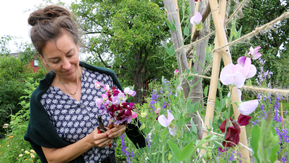 Katharina Funk schneidet Duftwicken in ihrem Garten in Bremen
