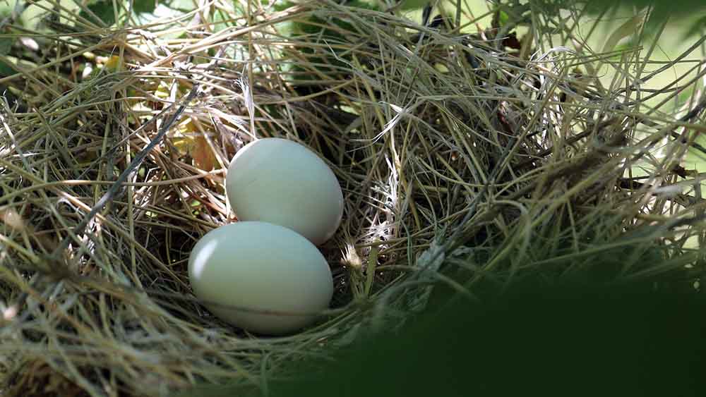 Image - Mit bunten Federn