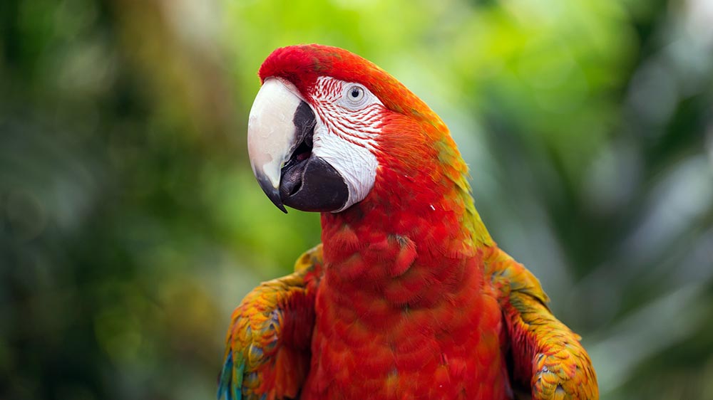 Image - Der Papagei und der Mönch