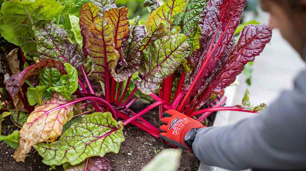 Image - Wo Grau auf Grün trifft