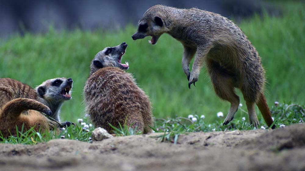 Ob diese Erdmännchen in ihrem Leben nochmal Freunde werden?