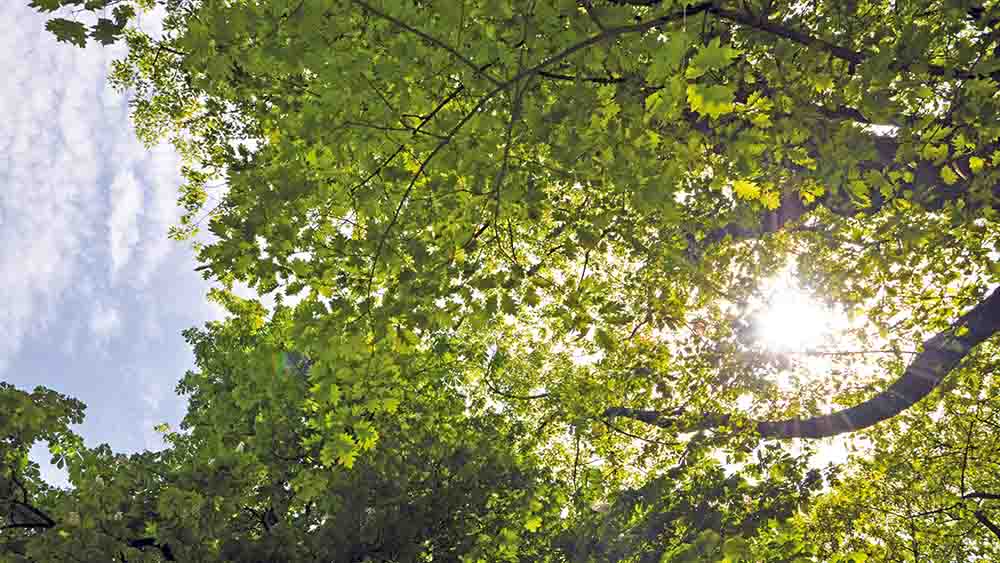Sonnenstrahlen im Hamburger Rathenaupark – hier feiern zwei Gemeinden zu Himmelfahrt einen Gottesdienst