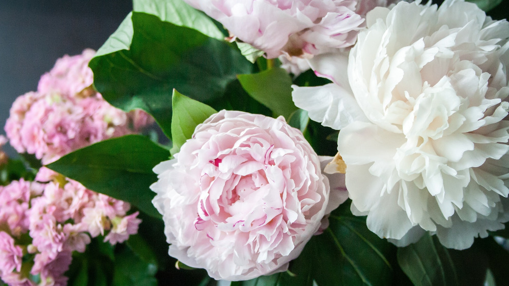 Image - Nordkirche feierte 10-jähriges Jubiläum
