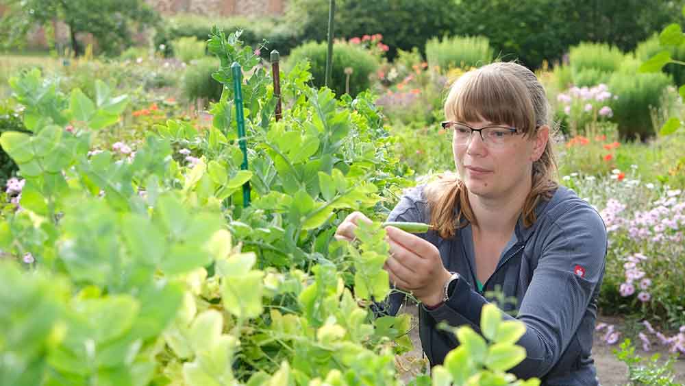 Schon reif für die Ernte? Jenny Rosenberg wirft einen Blick auf die Pflanzen im Garten des Klosters Ebstorf