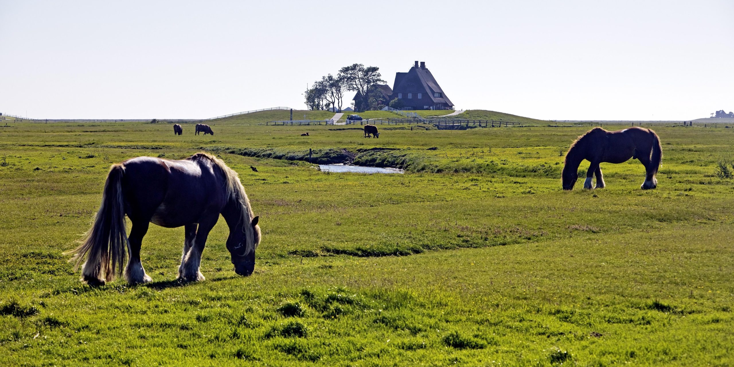 Pferde, Schafe, Vögel und 100 Menschen leben auf der Hallig