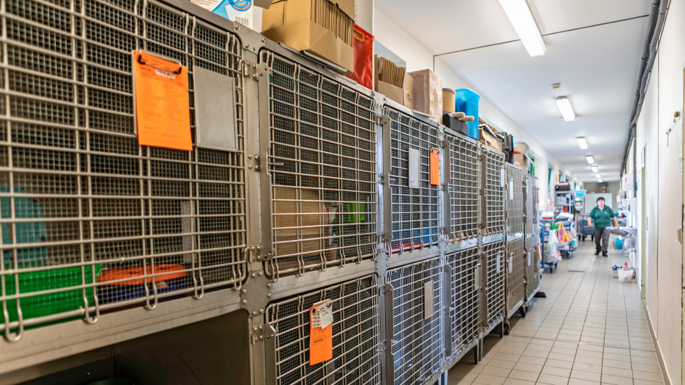 Dem Hamburger Tierschutzverein fehlt Personal in allen Arbeitsbereichen.