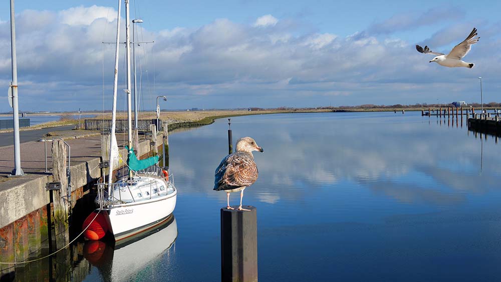 Am Speicherkoog an der Meldorfer Bucht macht es sich so manche Möwe gemütlich